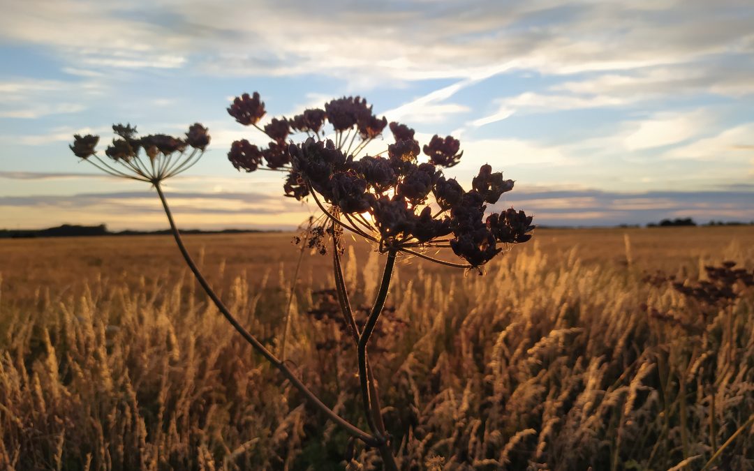 Blog is finally here!