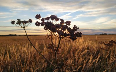 Blog is finally here!